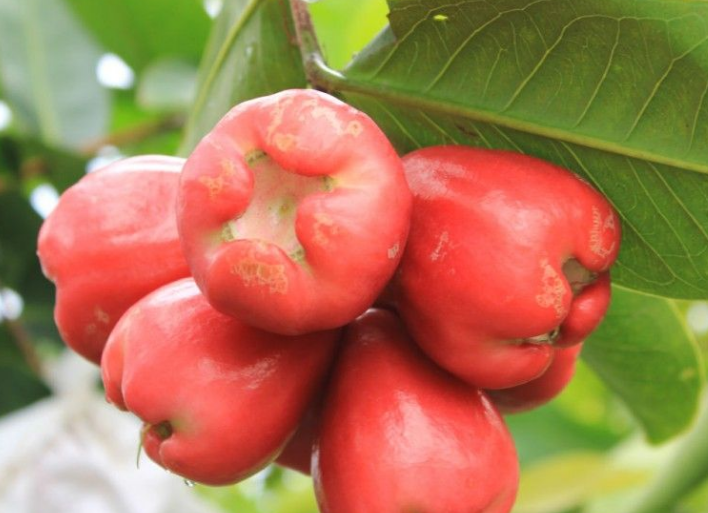 蓮霧哺乳期可以吃嗎 蓮霧怎么吃要不要削皮 蓮霧哺乳期可以吃嗎 蓮霧怎么吃要不要削皮