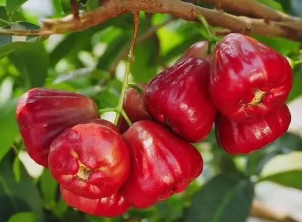 蓮霧寶寶可以吃嗎 蓮霧吃了有什么好處 蓮霧寶寶可以吃嗎 蓮霧吃了有什么好處