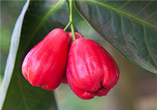 蓮霧寶寶可以吃嗎 蓮霧吃了有什么好處 蓮霧寶寶可以吃嗎 蓮霧吃了有什么好處