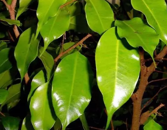 什么植物防輻射最好 防電腦輻射的花有哪些 什么植物防輻射最好 防電腦輻射的花有哪些