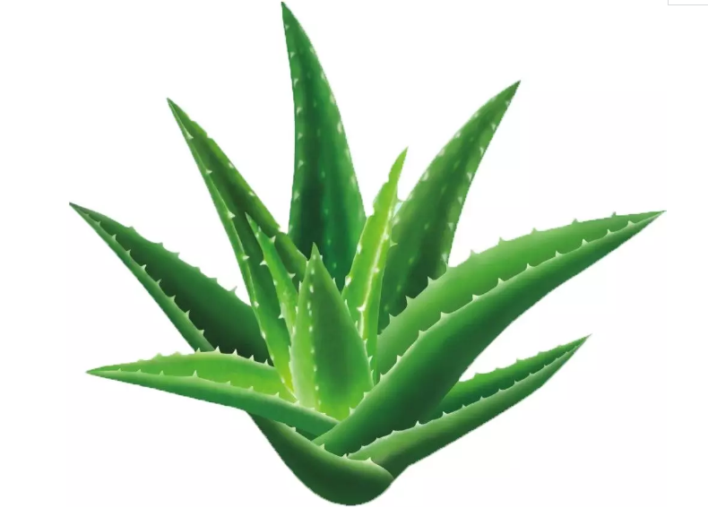 什么植物防輻射最好 防電腦輻射的花有哪些 什么植物防輻射最好 防電腦輻射的花有哪些