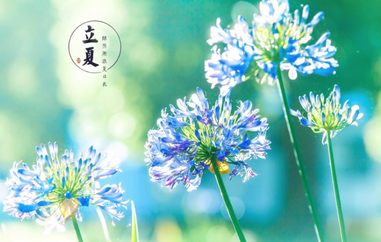 立夏節風俗吃什么 立夏吃什么傳統食物2018