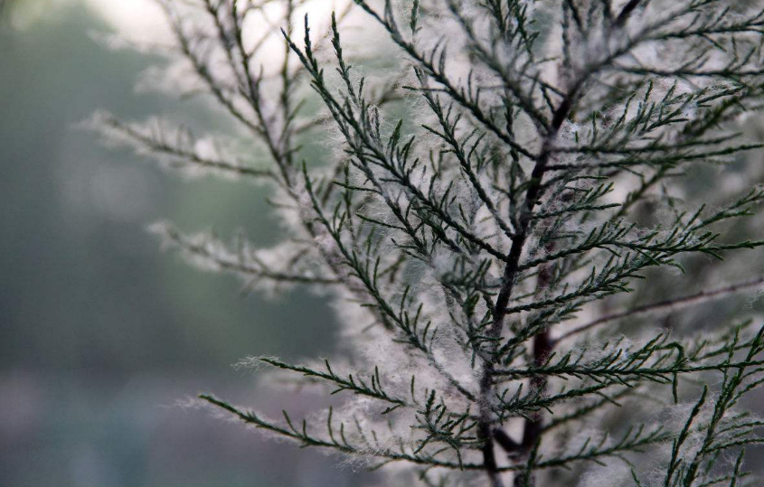 柳絮導(dǎo)致孩子經(jīng)常咳嗽怎么辦 怎么減少柳絮對孩子的影響 柳絮導(dǎo)致孩子經(jīng)常咳嗽怎么辦 怎么減少柳絮對孩子的影響