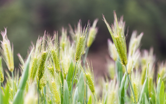 2018如何給孩子講立夏的來歷 怎么說讓孩子能理解立夏氣節