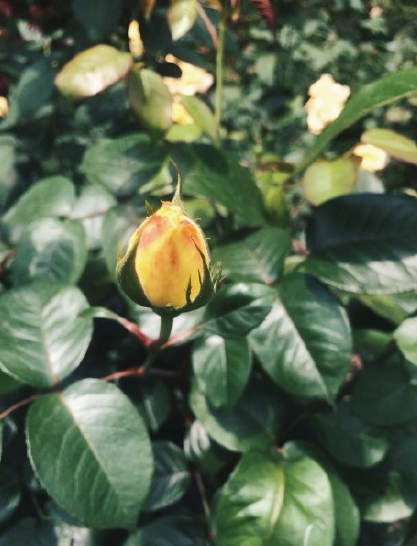 夏天到了的說說朋友圈 關于夏天的說說唯美句子