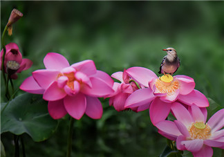 2018今日立夏的短語說說朋友圈 形容立夏的句子心情說說 