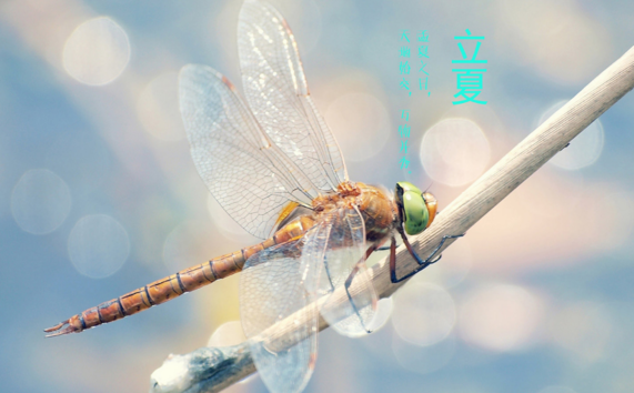 2018今日立夏的短語說說朋友圈 形容立夏的句子心情說說 