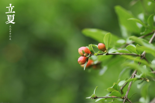 2018今日立夏的短語說說朋友圈 形容立夏的句子心情說說 