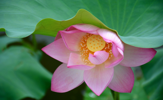 2018立夏配圖晚安心語 立夏唯美配圖晚安心情說說朋友圈