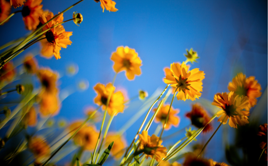 2018立夏配圖晚安心語 立夏唯美配圖晚安心情說說朋友圈