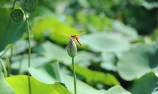 2018立夏配圖晚安心語 立夏唯美配圖晚安心情說說朋友圈