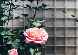 2018今日立夏配圖句子說說朋友圈 今日立夏節氣心情說說短語