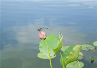 2018如何給孩子講立夏的來歷 怎么說讓孩子能理解立夏氣節