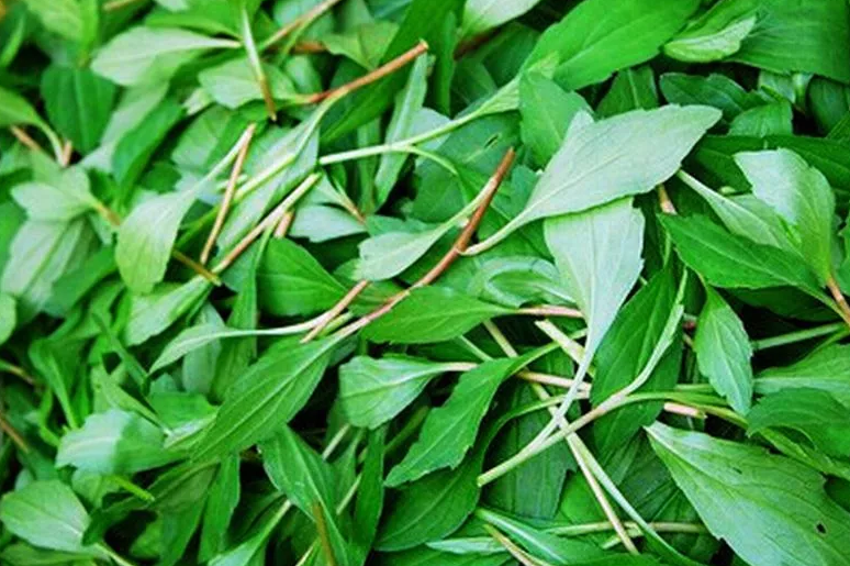 孩子吃什么蔬菜提高免疫力 孩子吃什么蔬菜比較好2018