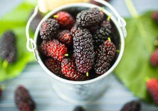 寶寶吃多了桑葚有什么后果 小孩吃桑葚的好處 寶寶吃多了桑葚有什么后果 小孩吃桑葚的好處