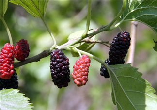 寶寶吃多了桑葚有什么后果 小孩吃桑葚的好處 寶寶吃多了桑葚有什么后果 小孩吃桑葚的好處
