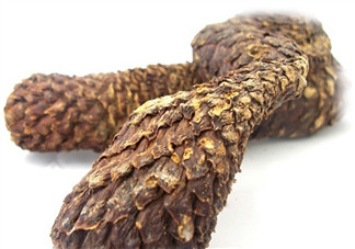 肉蓯蓉發霉還能吃嗎 肉蓯蓉發霉是什么樣子