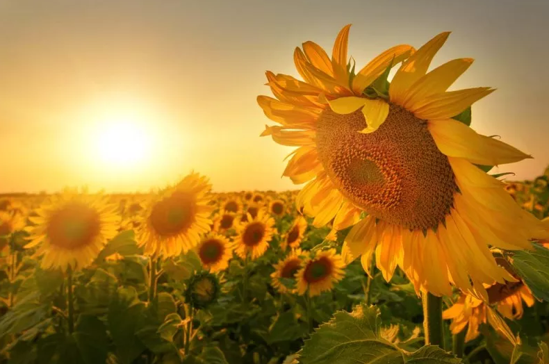 導致孩子聽力下降的原因是什么 如何避免孩子聽力下降2018