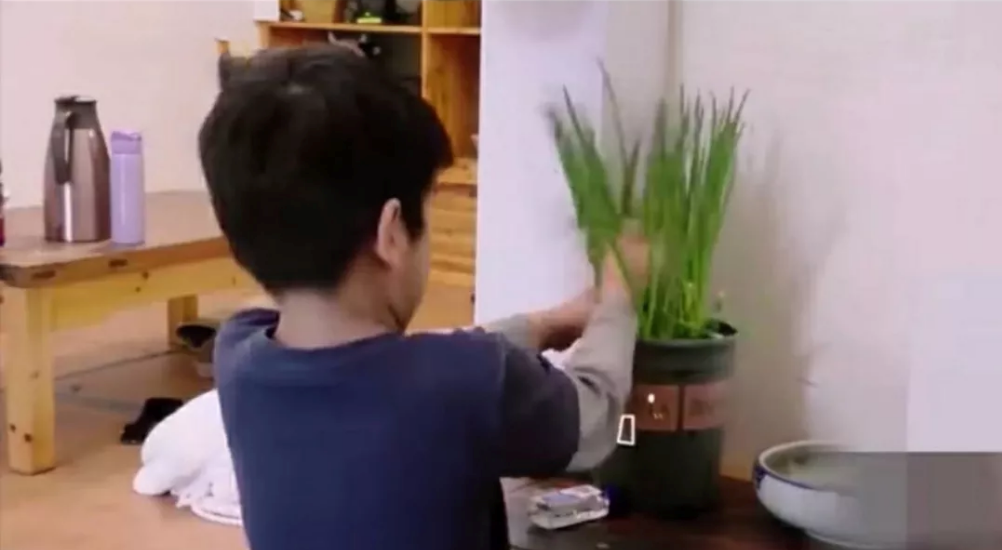 安迪為什么分不清蔥和花 如何教孩子認識農作物