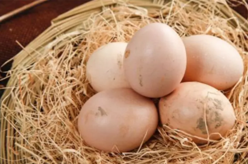 何炅在哪里給謝娜買土雞蛋 怎么區(qū)分土雞蛋和洋雞蛋