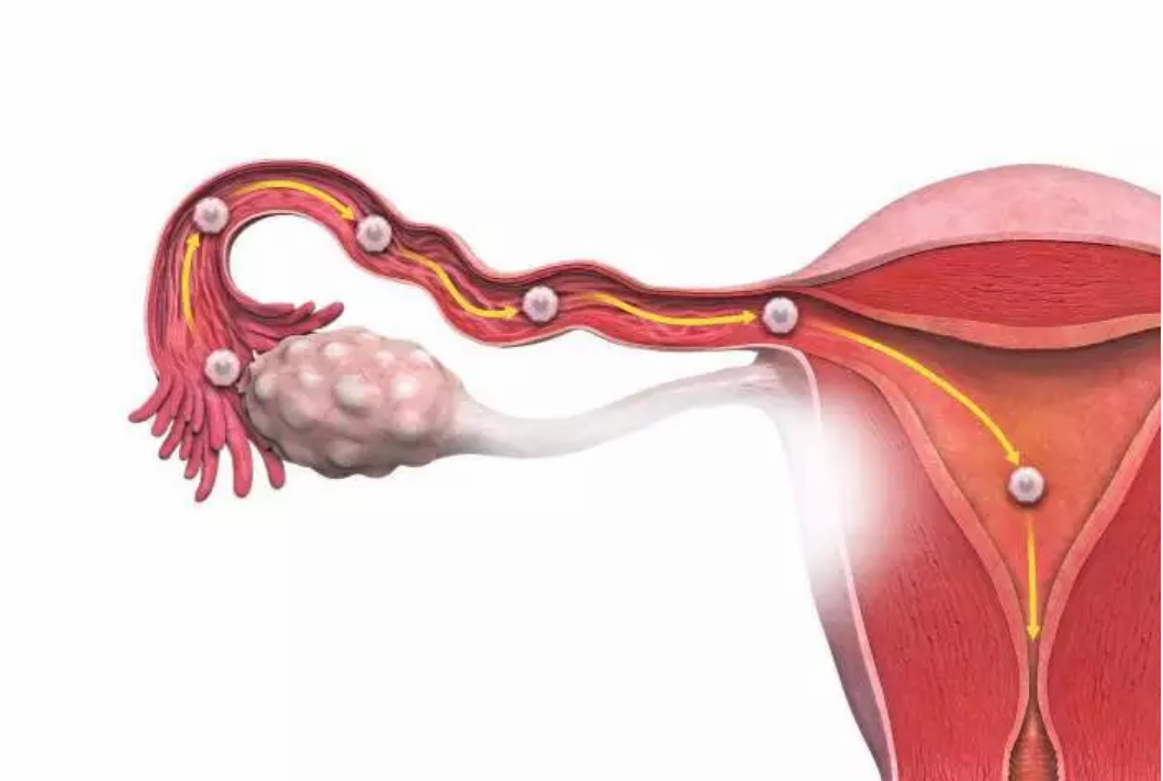 跳繩能疏通輸卵管嗎 輸卵管堵塞能疏通嗎 跳繩能疏通輸卵管嗎 輸卵管堵塞能疏通嗎