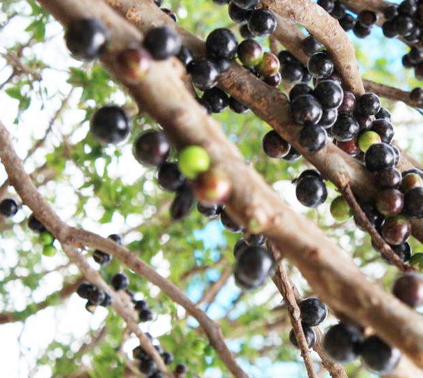 樹葡萄孕婦可以吃嗎 孕婦每天可以吃多少樹葡萄 樹葡萄孕婦可以吃嗎 孕婦每天可以吃多少樹葡萄