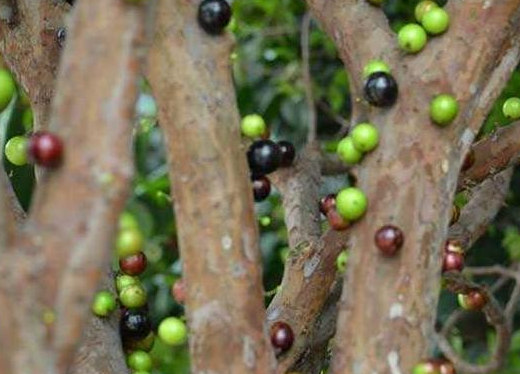 樹葡萄孕婦可以吃嗎 孕婦每天可以吃多少樹葡萄 樹葡萄孕婦可以吃嗎 孕婦每天可以吃多少樹葡萄