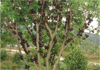 樹葡萄孕婦可以吃嗎 孕婦每天可以吃多少樹葡萄 樹葡萄孕婦可以吃嗎 孕婦每天可以吃多少樹葡萄