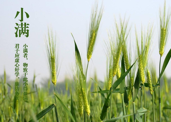 小滿養生吃什么好 小滿養生的注意事項2018