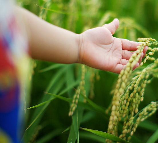 2018年小滿是幾點幾分 24節(jié)氣小滿是什么意思