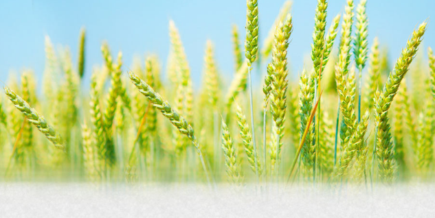 2018年小滿是幾點幾分 24節(jié)氣小滿是什么意思