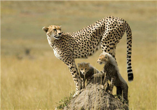 3歲男童慘遭豹子吞食怎么回事 為什么孩子會被豹子吞食 3歲男童慘遭豹子吞食怎么回事 為什么孩子會被豹子吞食