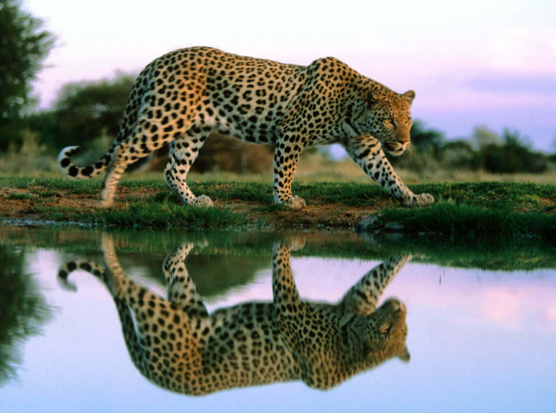 3歲男童慘遭豹子吞食怎么回事 為什么孩子會被豹子吞食 3歲男童慘遭豹子吞食怎么回事 為什么孩子會被豹子吞食