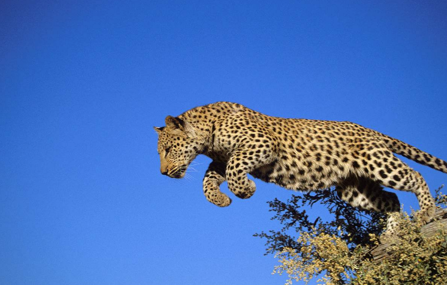 3歲男童慘遭豹子吞食怎么回事 為什么孩子會被豹子吞食 3歲男童慘遭豹子吞食怎么回事 為什么孩子會被豹子吞食