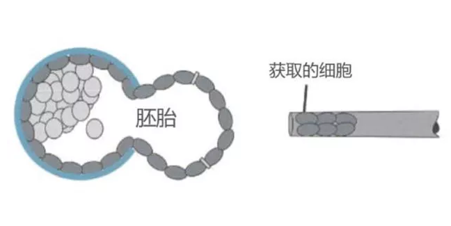 試管促排雌二醇很低的原因是什么 試管促排雌二醇很低有影響嗎