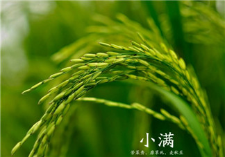 小滿養生吃什么好 小滿養生的注意事項2018