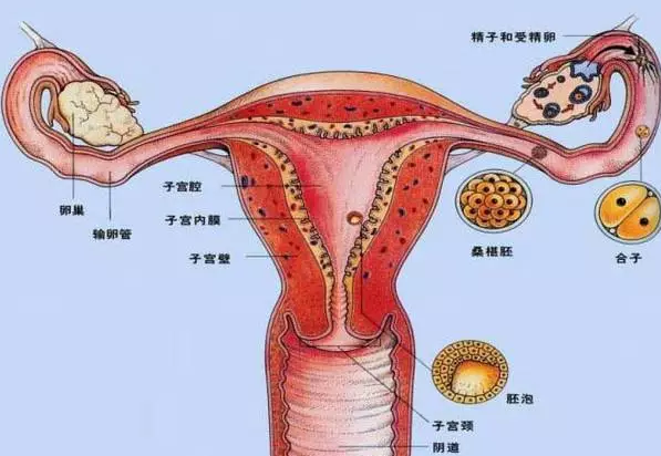 胚胎移植后上廁所有哪些影響2018 排尿會不會將胚胎沖出體外