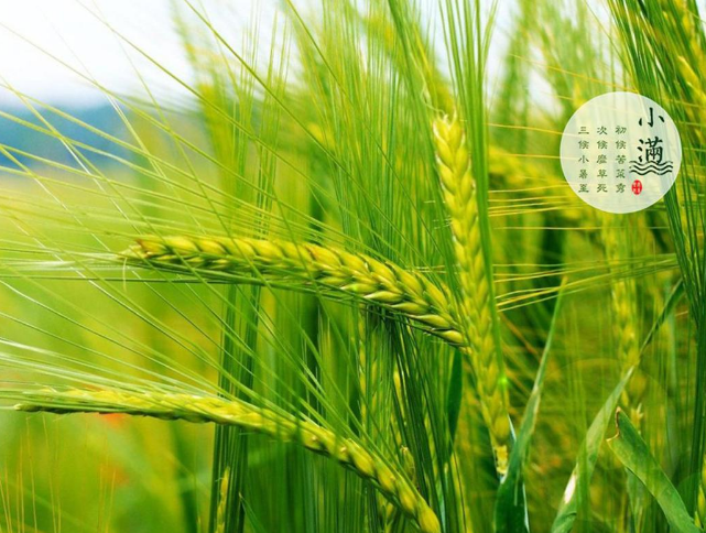 小滿節(jié)氣的含義是什么 怎么給孩子講小滿節(jié)氣的由來