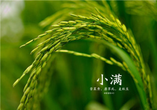 小滿節氣的含義是什么 怎么給孩子講小滿節氣的由來