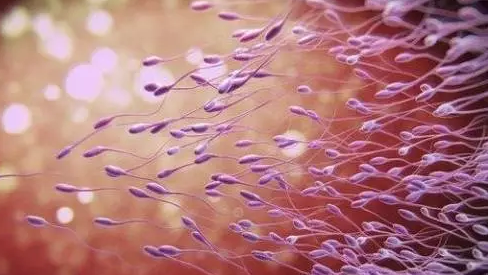 精液里沒有精子能做試管嬰兒嗎 精液中沒有精子原因