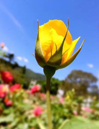 2018小滿節氣早安心語 小滿節氣祝福問候語大全2018 2018小滿節氣早安心語 小滿節氣祝福問候語大全2018