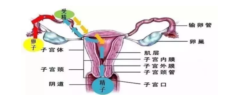 試管嬰兒移植后出血是什么原因 試管嬰兒移植后出血是宮外孕嗎