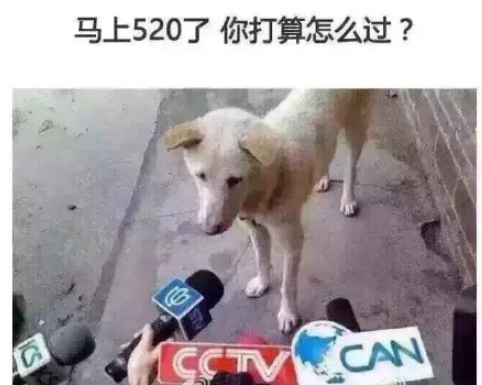 單身狗情人節怎么過說說圖片 大學單身狗如何平安度過情人節發朋友圈 單身狗情人節怎么過說說圖片 大學單身狗如何平安度過情人節發朋友圈