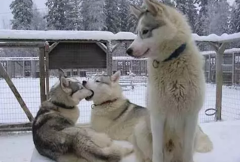 單身狗情人節怎么過說說圖片 大學單身狗如何平安度過情人節發朋友圈 單身狗情人節怎么過說說圖片 大學單身狗如何平安度過情人節發朋友圈