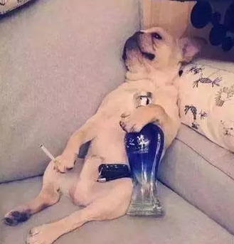 單身狗情人節怎么過說說圖片 大學單身狗如何平安度過情人節發朋友圈 單身狗情人節怎么過說說圖片 大學單身狗如何平安度過情人節發朋友圈