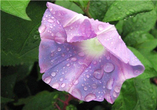 鐘情下雨天的圖片帶字唯美心情說說 2018雨天唯美圖片句子說說朋友圈 鐘情下雨天的圖片帶字唯美心情說說 2018雨天唯美圖片句子說說朋友圈