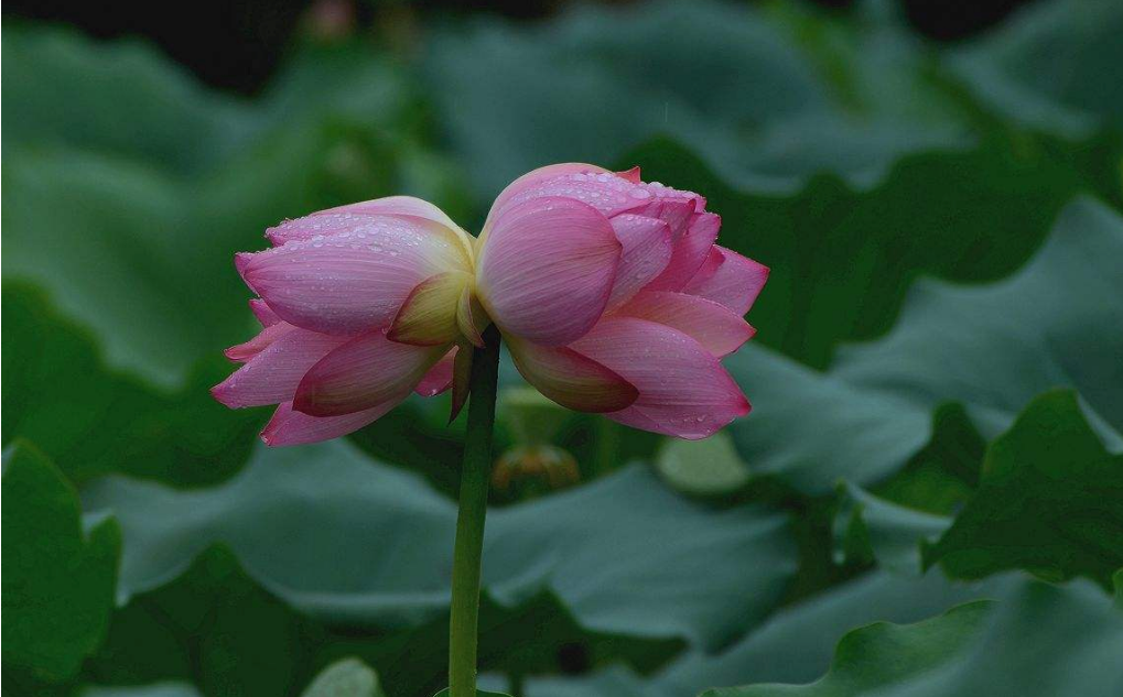 鐘情下雨天的圖片帶字唯美心情說說 2018雨天唯美圖片句子說說朋友圈 鐘情下雨天的圖片帶字唯美心情說說 2018雨天唯美圖片句子說說朋友圈