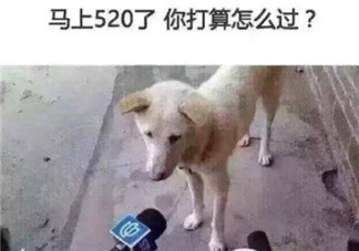 單身狗情人節(jié)怎么過說說圖片 大學單身狗如何平安度過情人節(jié)發(fā)朋友圈