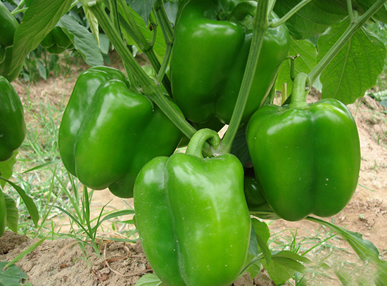 吃青椒會(huì)上火嗎 青椒是熱性還是涼性 吃青椒會(huì)上火嗎 青椒是熱性還是涼性