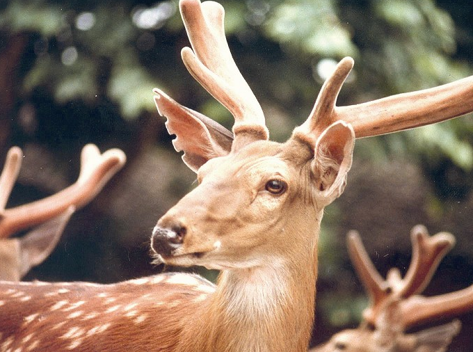 鹿茸產婦可以吃嗎 鹿茸通乳效果好不好 鹿茸產婦可以吃嗎 鹿茸通乳效果好不好
